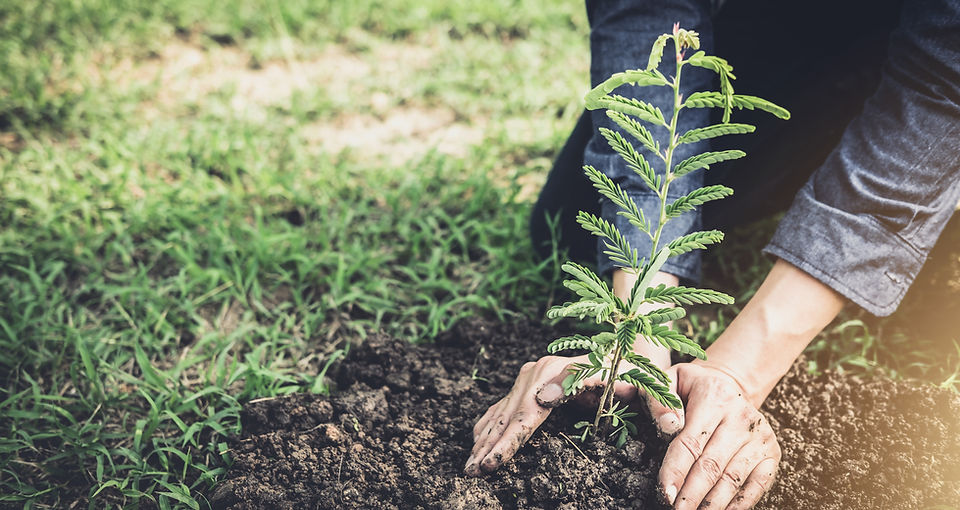 Tree planting and care